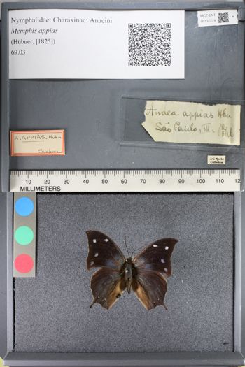 Media type: image;   Entomology 137274